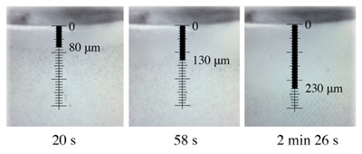 Formation of an exclusion zone in the proximity of a round Nafion slice